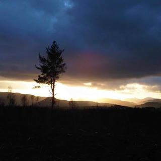Twilight hours of a tree in the country with a cloudy sky.