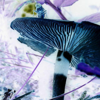 Inverted macro photo of a bug on a mushroom.